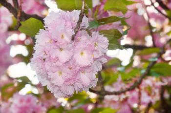 Beautiful sakura cherry blossom in spring time. Seasonal nature background.