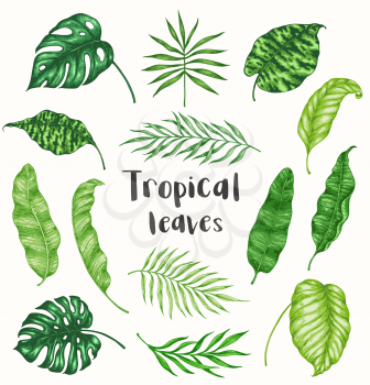 Set of green tropical palm leaves on a white background. Hand drawn vector illustration. Vintage style