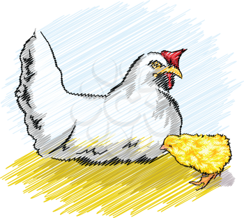 Chicken in a poultry farm