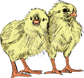 Hand draw sketch of Chicken. Vector illustration