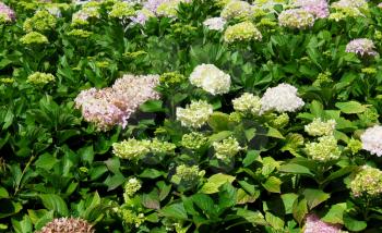 Colorful Hydrangea flowers at the garden
