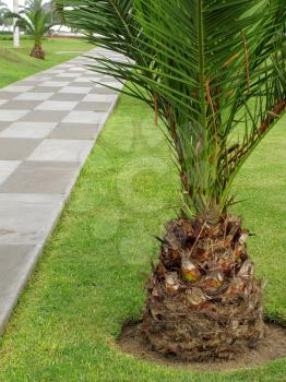 Little palm tree on park