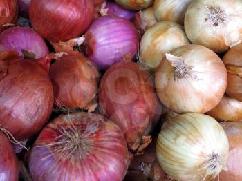 Close-up of fresh red & white onions