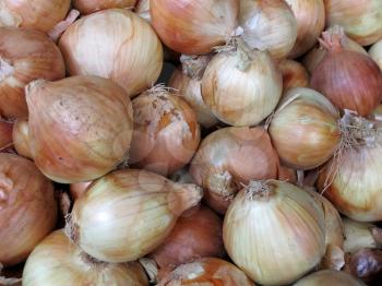Close-up of fresh white onions