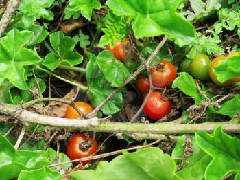 Red cherry tomato ready to be harvested in agricultural field