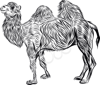 Bactrian camel hand drawn sketch vector illustration