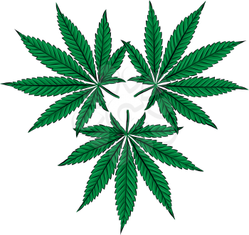 Sketch of Marijuana leaves, cannabis on white background vector illustration