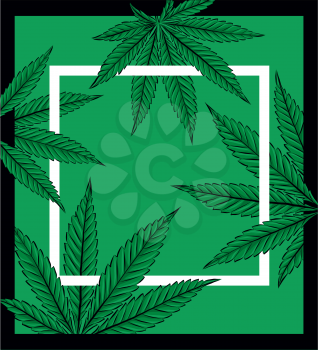 Sketch of Marijuana leaves, cannabis on white background vector illustration