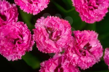 bouquet of bright pink carnation flowers close-up