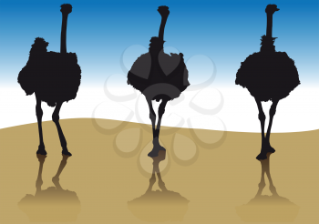 Silhouette of an ostrich in a few coming forward from the front