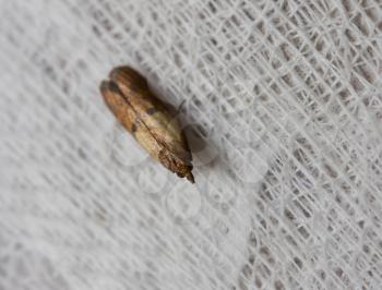 brown clothes moth sits on fabric closeup