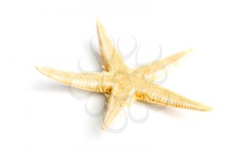 exotic dried starfish isolated on white background