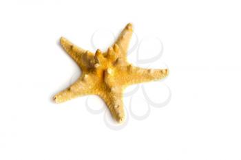exotic dried starfish isolated on white background