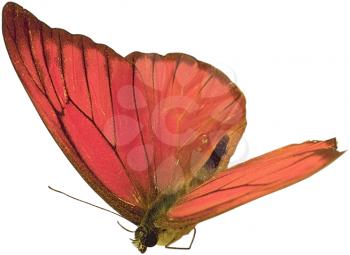 Royalty Free Photo of a Red Butterfly