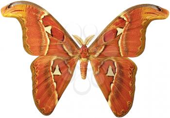 Royalty Free Photo of an Attacus Atlas  Moth