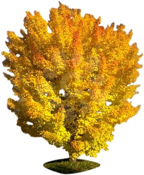 Royalty Free Photo of an Autumn Tree 
