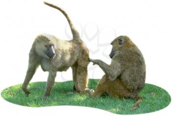 Royalty Free Photo of a Pair of Baboons