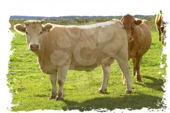 Royalty Free Photo of Cows
