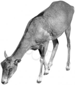 Royalty Free Photo of a Deer.