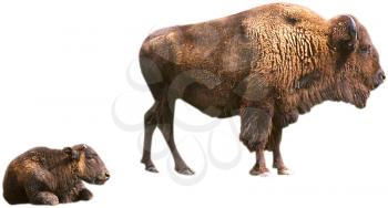 Royalty Free Photo of Bison