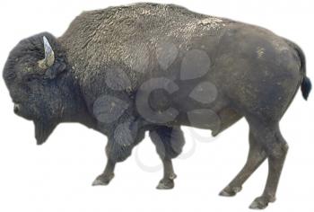 Royalty Free Photo of a Bison