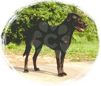 Royalty Free Photo of a Large Black Labrador Dog
