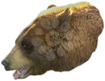 Royalty Free Photo of a Brown Bear Head