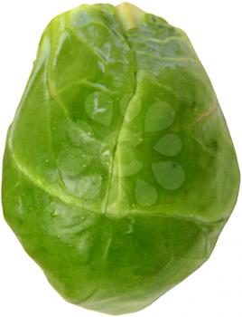 Royalty Free Photo of a Brussels Sprout