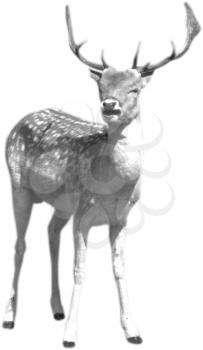 Royalty Free Photo of a Deer
