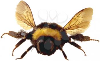 Royalty Free Photo of a Bumblebee