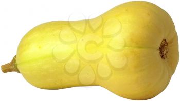 Royalty Free Photo of a Butternut Squash