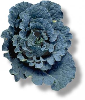 Royalty Free Photo of a Blue Cabbage