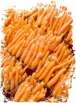 Royalty Free Photo of Bunches of Raw Carrots