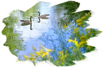 Royalty Free Photo of a Pond of Canada Geese
