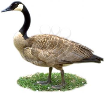 Royalty Free Photo of a Canadian Goose on Grass