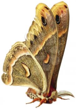 Royalty Free Photo of a Moth