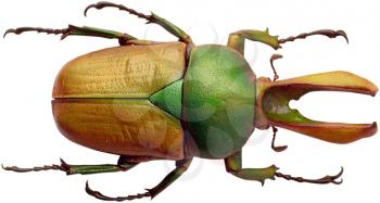 Royalty Free Photo of a Green and Brwon Beetle