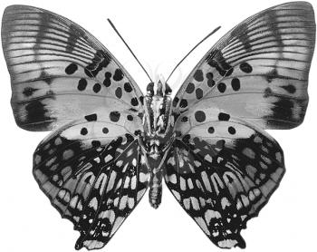 Royalty Free Photo of a Moth in Black and White