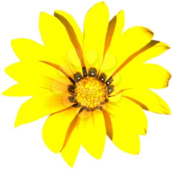 Royalty Free Photo of a Yellow Chrysanthemum