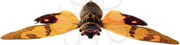 Royalty Free Photo of a Cicada