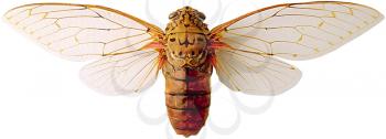 Royalty Free Photo of a Cicada