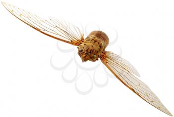Royalty Free Photo of a Cicada in Flight