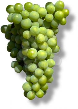 Royalty Free Photo of a Cluster of Green Grapes