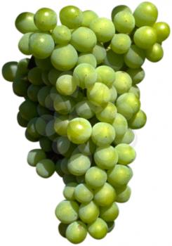 Royalty Free Photo of a Cluster of Grapes