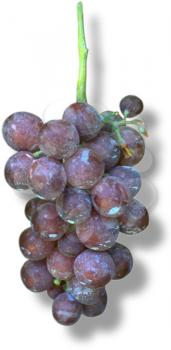 Royalty Free Photo of a Cluster of Grapes