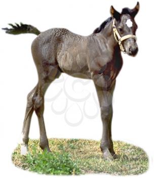 Royalty Free Photo of a Colt