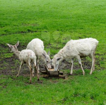 White deer during their feeding in the ZOO.
