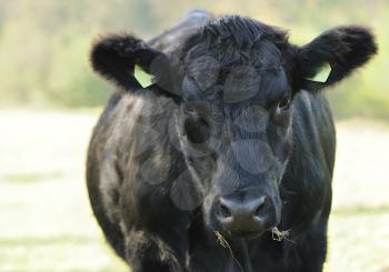 Closeup image of black cow head.