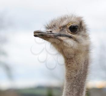Funny portrait of wild ostrich looking around yourself.
