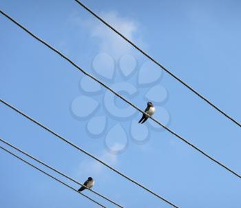 Cliff swallows are siting on the wire. 

